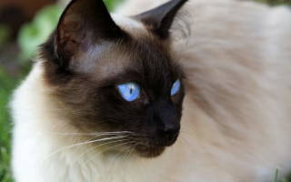 Иммунодефицит у кошек (FIV): что это такое, симптомы, диагностика, лечение