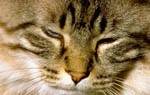 Анафилактический шок у кошек: причины и последствия