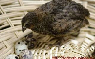 Яйца перепела почему перепела не несут яйца