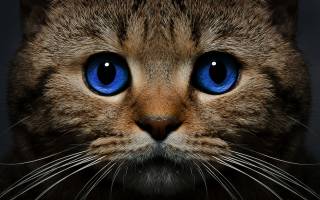 Что такое дирофиляриоз у кошек