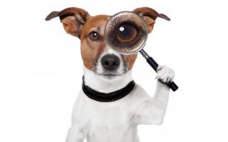 Синдром Горнера (Хорнера) у собак: описание, симптомы и способы лечения