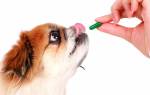 Витамины для собак — всё что нужно о них знать