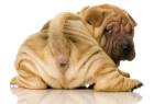 Геморрой у собак — разбираемся с деликатным недугом