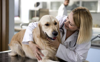 Понос у щенка после прививки: причины, что делать