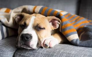 Стафилококковый дерматит у собак: симптомы, диагностика, лечение