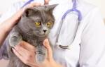 Хронический конъюнктивит у кошек: причины, особенности протекания, лечение