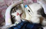 Лямблии у кошек лечение и симптомы лямблиоза