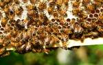 Породы пчел в России и их характеристика