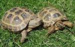 Среднеазиатская черепаха в домашних условиях
