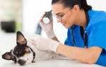 Симптомы и лечение дерматита у собак