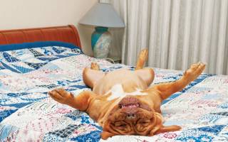 Собака спит на спине: норма или патология