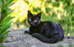 Клички для черных котов и кошек