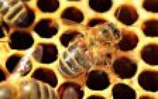 Как сделать отводок пчел: пошаговая инструкция