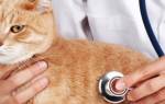 Лечение насморка у кошки убираем причину
