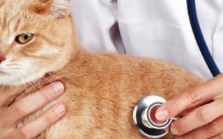 Лечение насморка у кошки убираем причину
