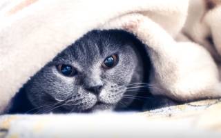 Как лечить ангину у кошки в домашних условиях
