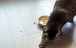 Для чего кошка закапывает миску с едой