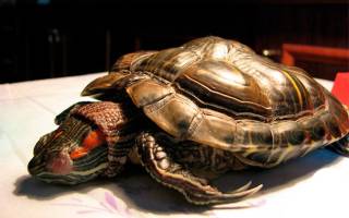 Болезни панциря красноухих черепах